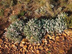 Pelargonium ovale