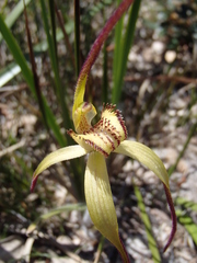 Caladenia orientalis