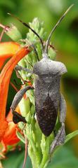 Elasmopoda