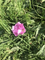 Malva trimestris