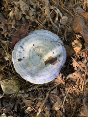 Lactarius indigo