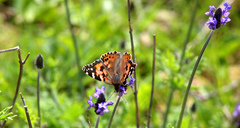 Vanessa cardui