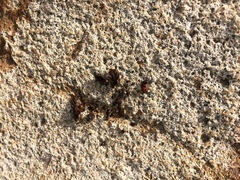 Sceloporus occidentalis
