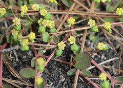 Euphorbia ipecacuanhae