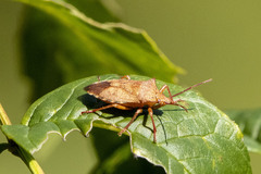 Apoecilus cynicus