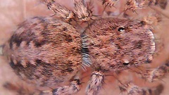 Aelurillus v-insignitus