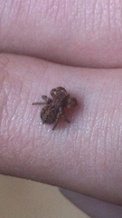 Aelurillus v-insignitus