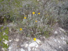 Berkheya coriacea