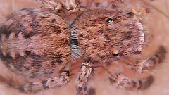 Aelurillus v-insignitus