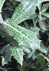 Berkheya coriacea