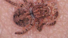 Aelurillus v-insignitus