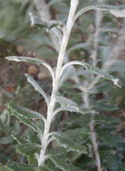 Berkheya coriacea