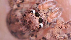 Aelurillus v-insignitus