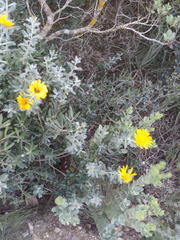 Berkheya coriacea