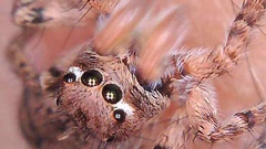 Aelurillus v-insignitus