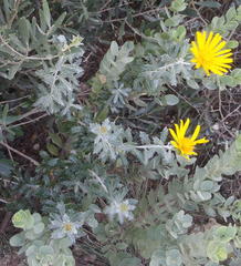 Berkheya coriacea