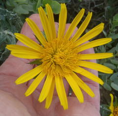 Berkheya coriacea