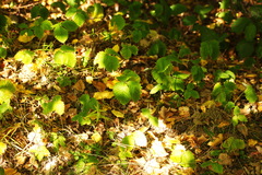 Fragaria moschata