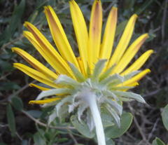 Berkheya coriacea