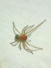 Cheiracanthium punctorium