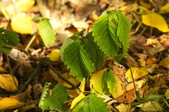 Fragaria moschata