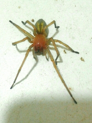 Cheiracanthium punctorium