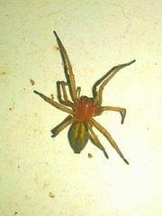 Cheiracanthium punctorium