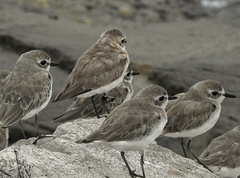 Charadrius mongolus