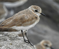 Charadrius mongolus