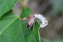 Picromerus viridipunctatus