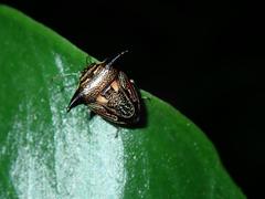 Alcimocoris coronatus