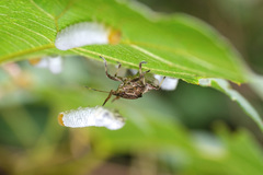 Picromerus viridipunctatus