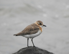 Charadrius mongolus