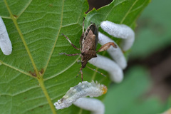 Picromerus viridipunctatus