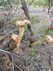 Battarreoides diguetii