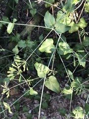 Commicarpus