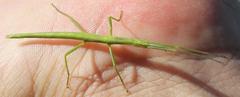 Macynia labiata