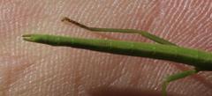 Macynia labiata