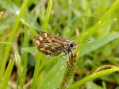 Taractrocera maevius