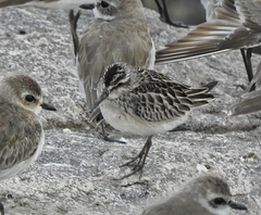 Calidris falcinellus