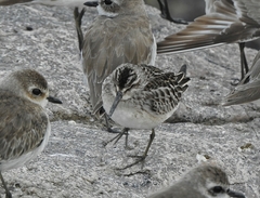 Calidris falcinellus