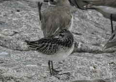 Calidris falcinellus