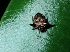 Alcimocoris coronatus