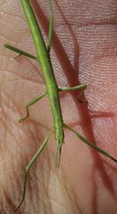 Macynia labiata