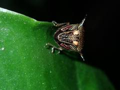 Alcimocoris coronatus