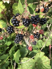 Rubus nemoralis