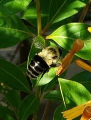 Bombus impatiens image