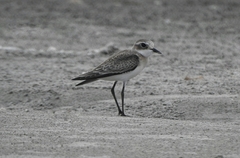 Charadrius mongolus