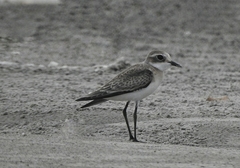Charadrius mongolus