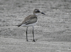 Charadrius mongolus